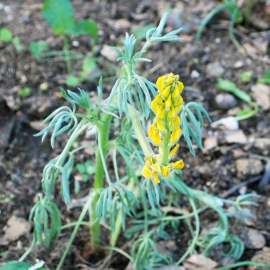 Lupinus luteus